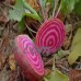 Chioggia Beet Seeds - 1 Lb - Non-GMO, Heirloom - Vegetable Garden, Microgreens - Also Called: Candy Cane, Bullseye Beet   565431864